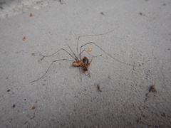 Leiobunum calcar