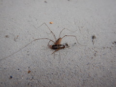 Leiobunum calcar