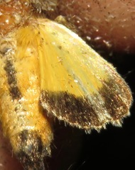 Argyrosticta