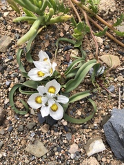 Moraea falcifolia