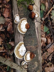 Trametes versicolor