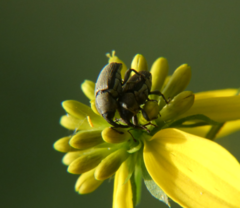 Odontocorynus umbellae
