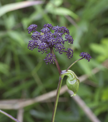 Angelica decursiva
