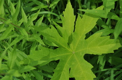 Napaea dioica