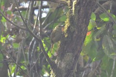 Phyllastrephus cabanisi