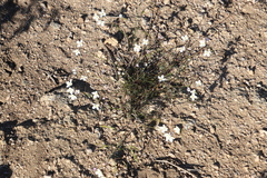 Heliophila variabilis