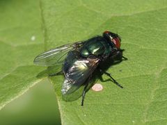 Neomyia viridescens