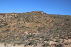 Ficus cordata cordata