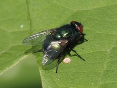Neomyia viridescens