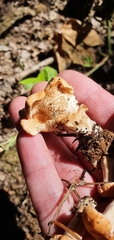 Hydnum rufescens