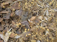 Microtus californicus