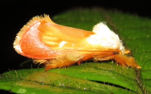 Oecophoridae image