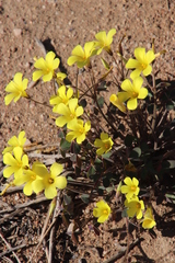 Oxalis copiosa