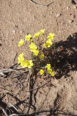 Oxalis copiosa