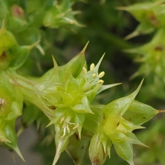 Salsola kali kali