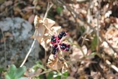 Paeonia mascula