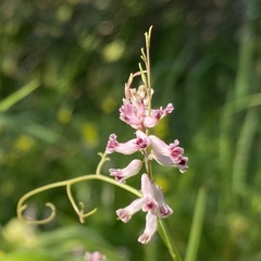 Cysticapnos cracca