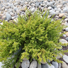 Salsola kali kali
