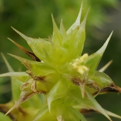 Salsola kali kali