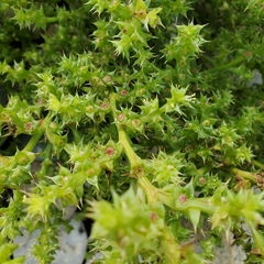 Salsola kali kali