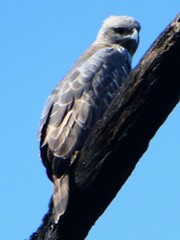 Nisaetus nipalensis