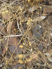 Microtus californicus