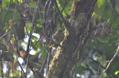 Phyllastrephus cabanisi