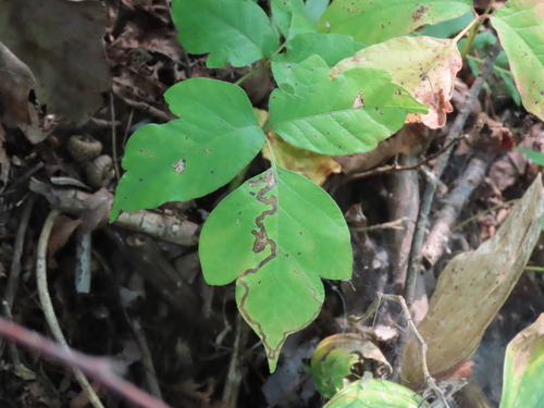 Stigmella prunifoliella group photo 4