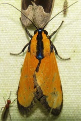 Image of Ormetica taniala