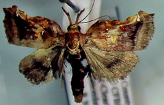 Clydonopteron sacculana