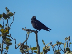 Corvus corone corone