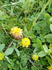 Trifolium badium