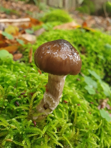 Hygrophorus olivaceoalbus — (c) Jacek Pietruszewski, some rights reserved (CC BY)