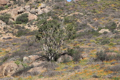 Ficus cordata cordata
