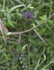 Angelica decursiva