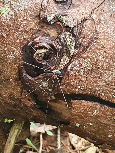 Leiobunum rupestre