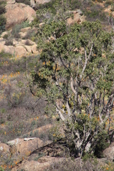 Ficus cordata cordata