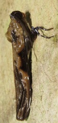 Hyaleucerea gigantea