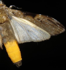 Hyaleucerea gigantea