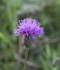 Serratula coronata insularis