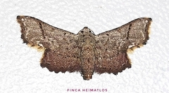 Scolecocampinae