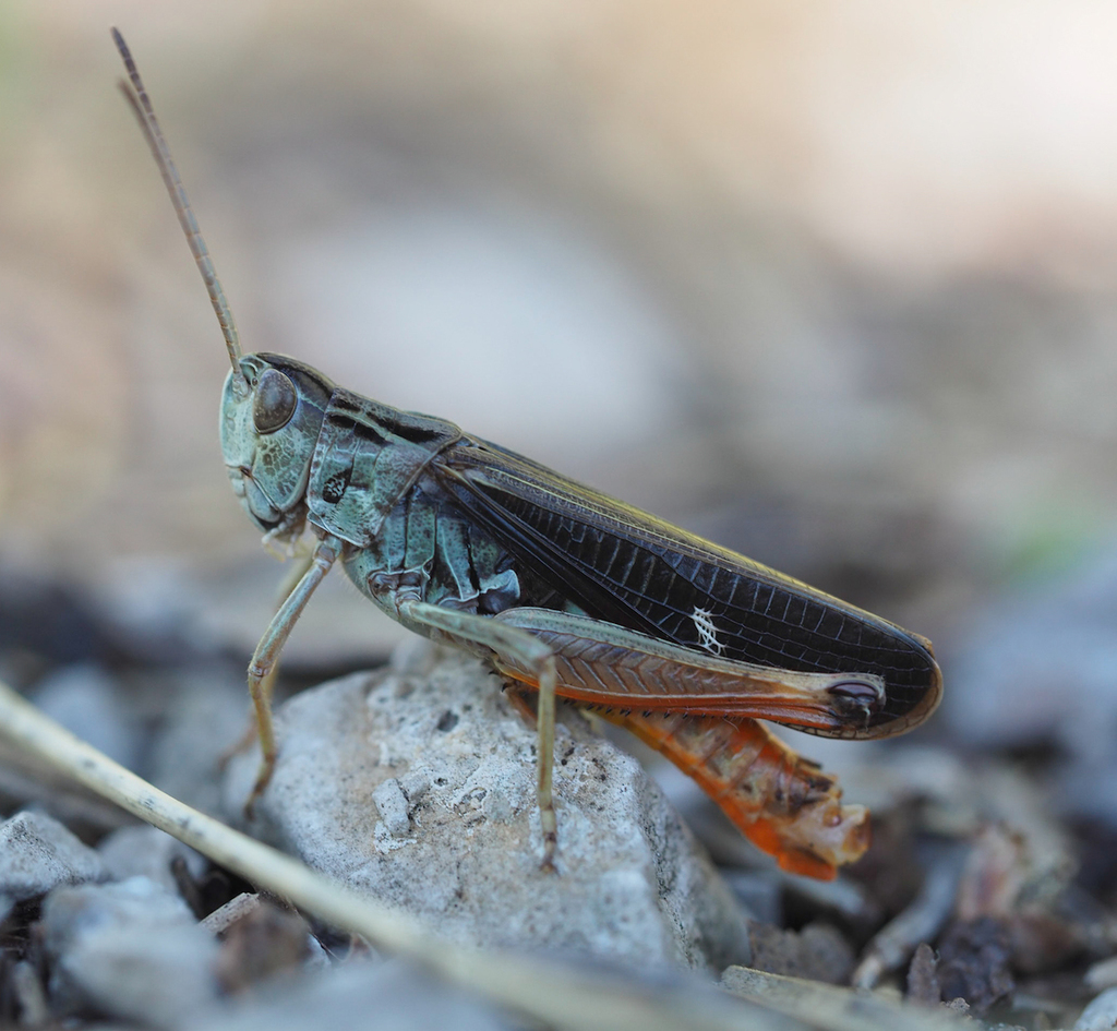 Wing-buzzing Toothed Grasshopper
