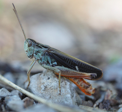 Stenobothrus rubicundulus
