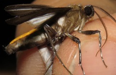 Hyaleucerea gigantea