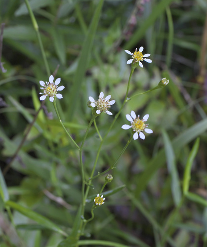 Aster rugulosus iNat (1)