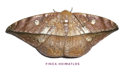 Oxydia translinquens