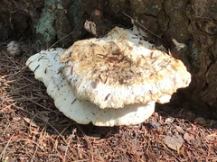 Laetiporus huroniensis