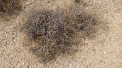 Coleogyne ramosissima