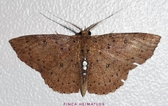 Cyclophora megista