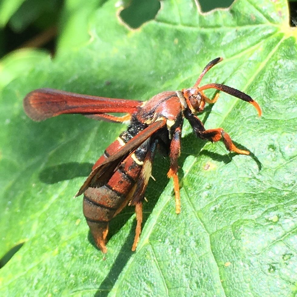 Lesser Grape Root Borer Moth